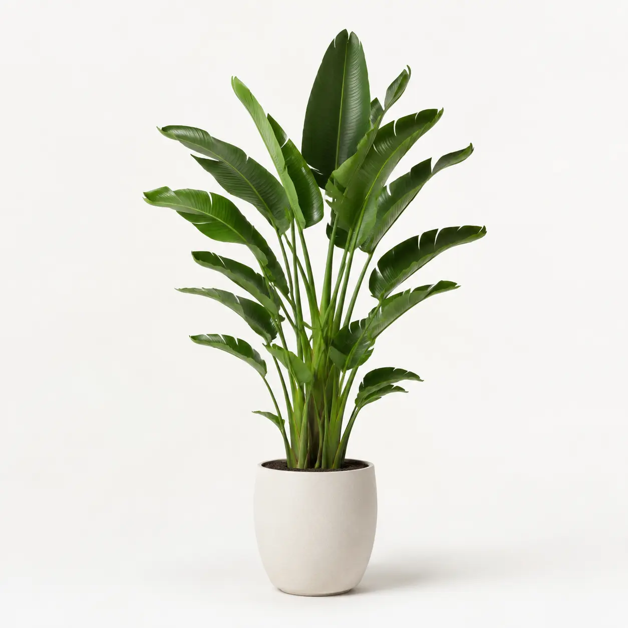 Bird of Paradise Plant - XL