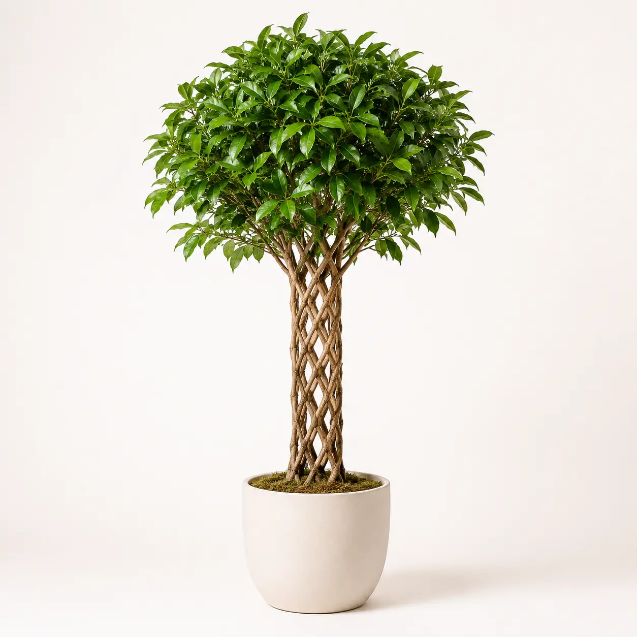 Netted Ficus Tree